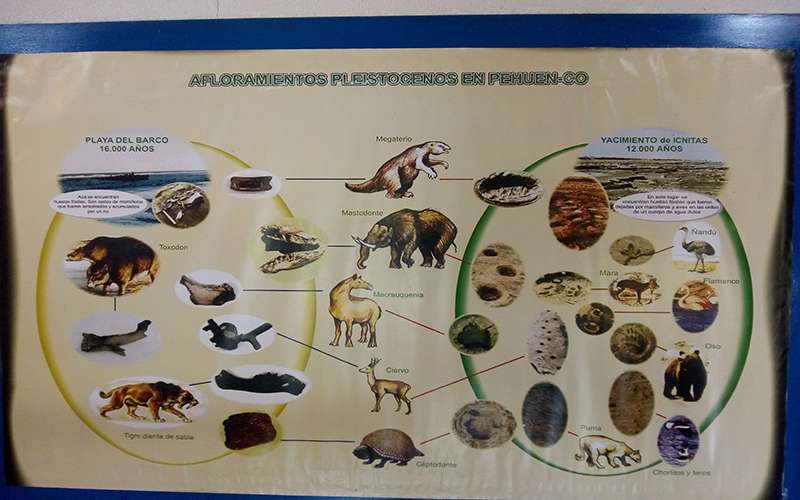 Algunos f&oacute;siles del &aacute;rea paleontol&oacute;gica 1