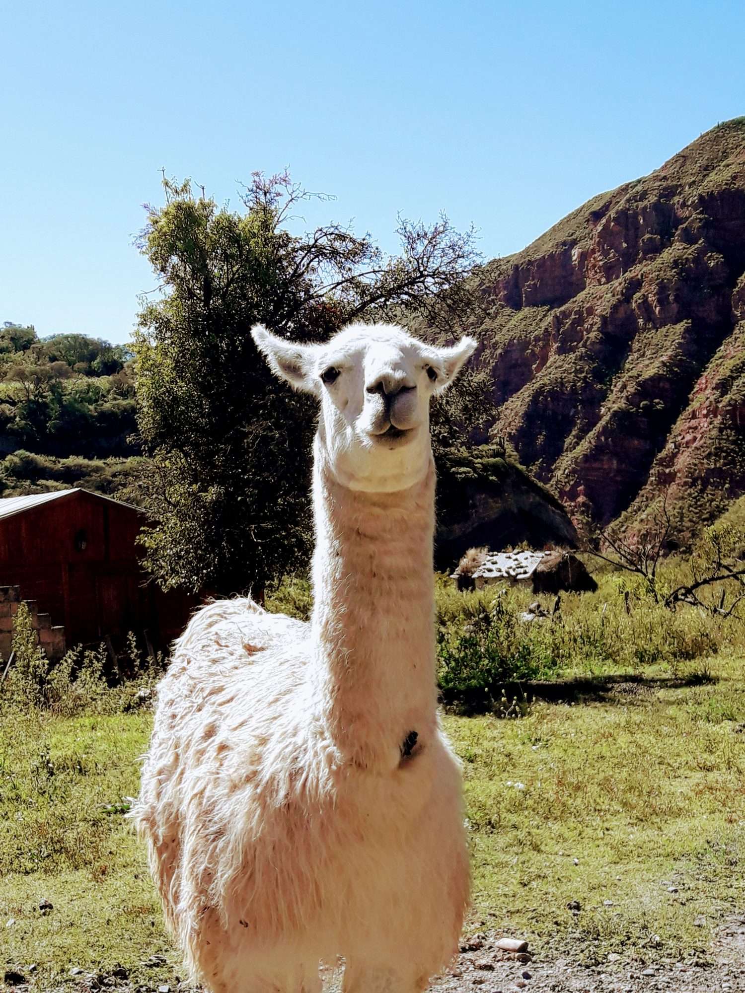 Salta