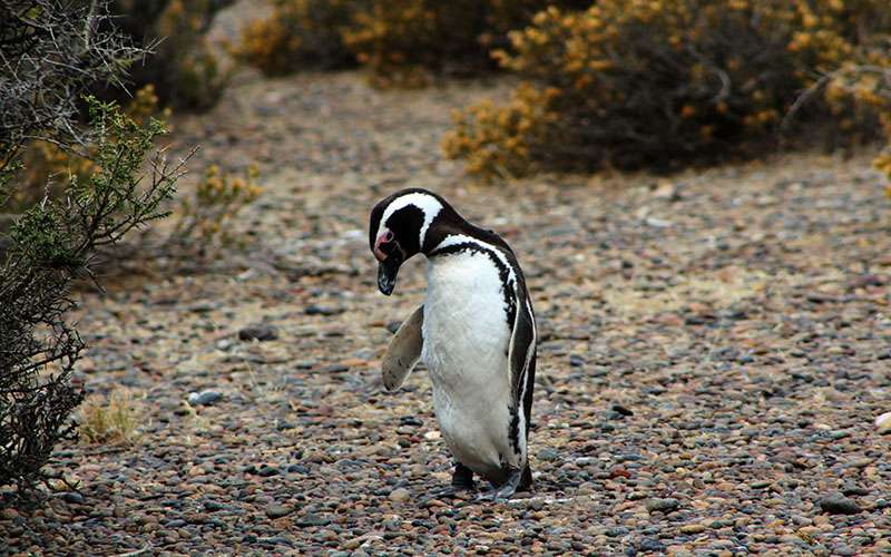 Ping&uuml;ino perfil