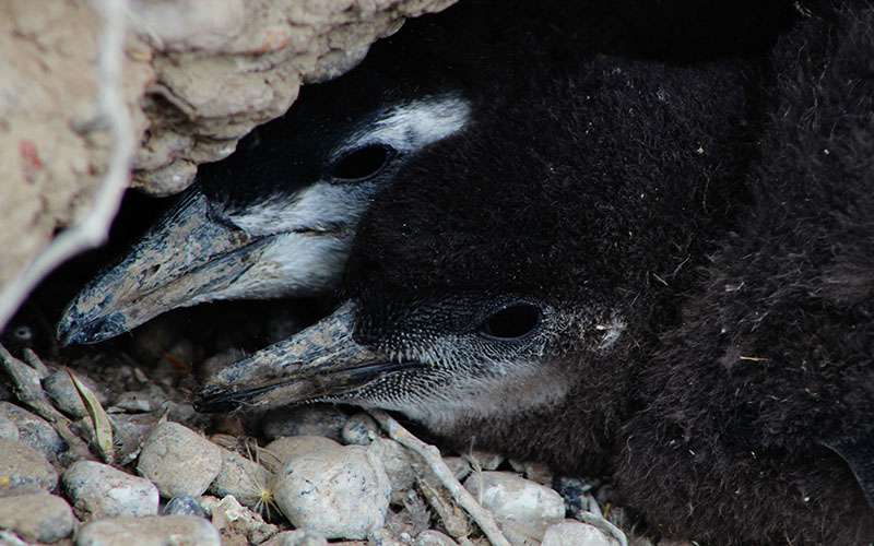 Pichones de ping&uuml;ino