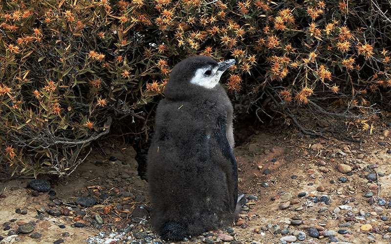 Pich&oacute;n de ping&uuml;ino