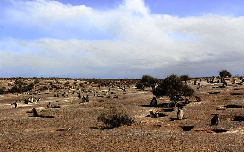 Colonia de ping&uuml;inos