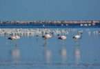 flamencos parinas y gaviotas. Parque Nacional Ansenuza