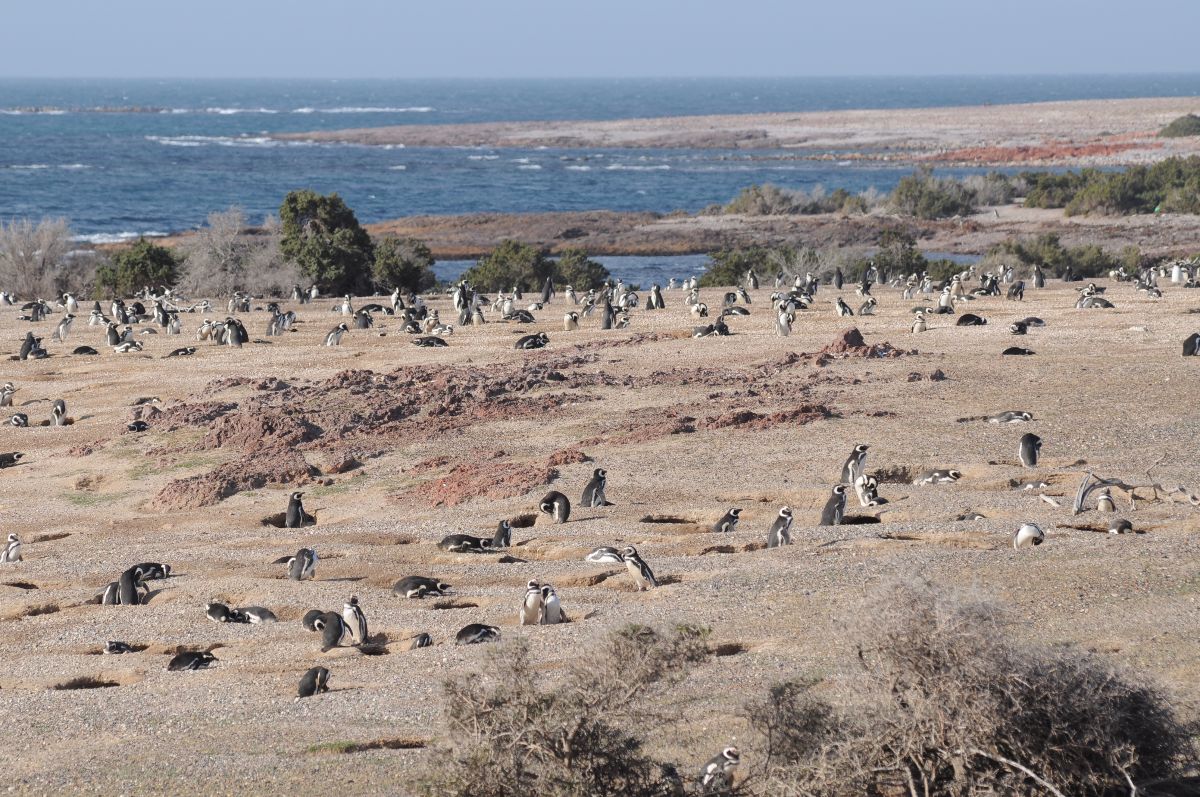 ping&uuml;inos Madryn